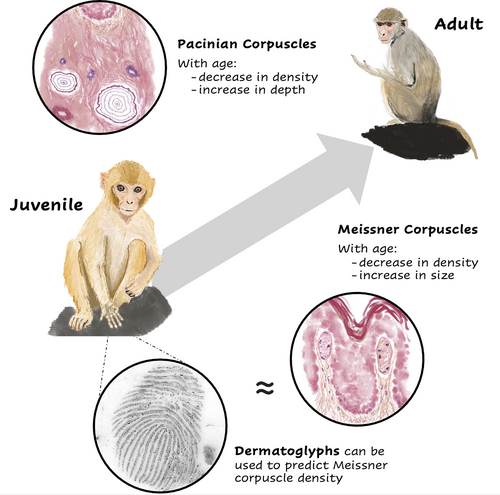 Graphical abstract: mechanoreceptor variability and morphometric proxies in Rhesus macaques
